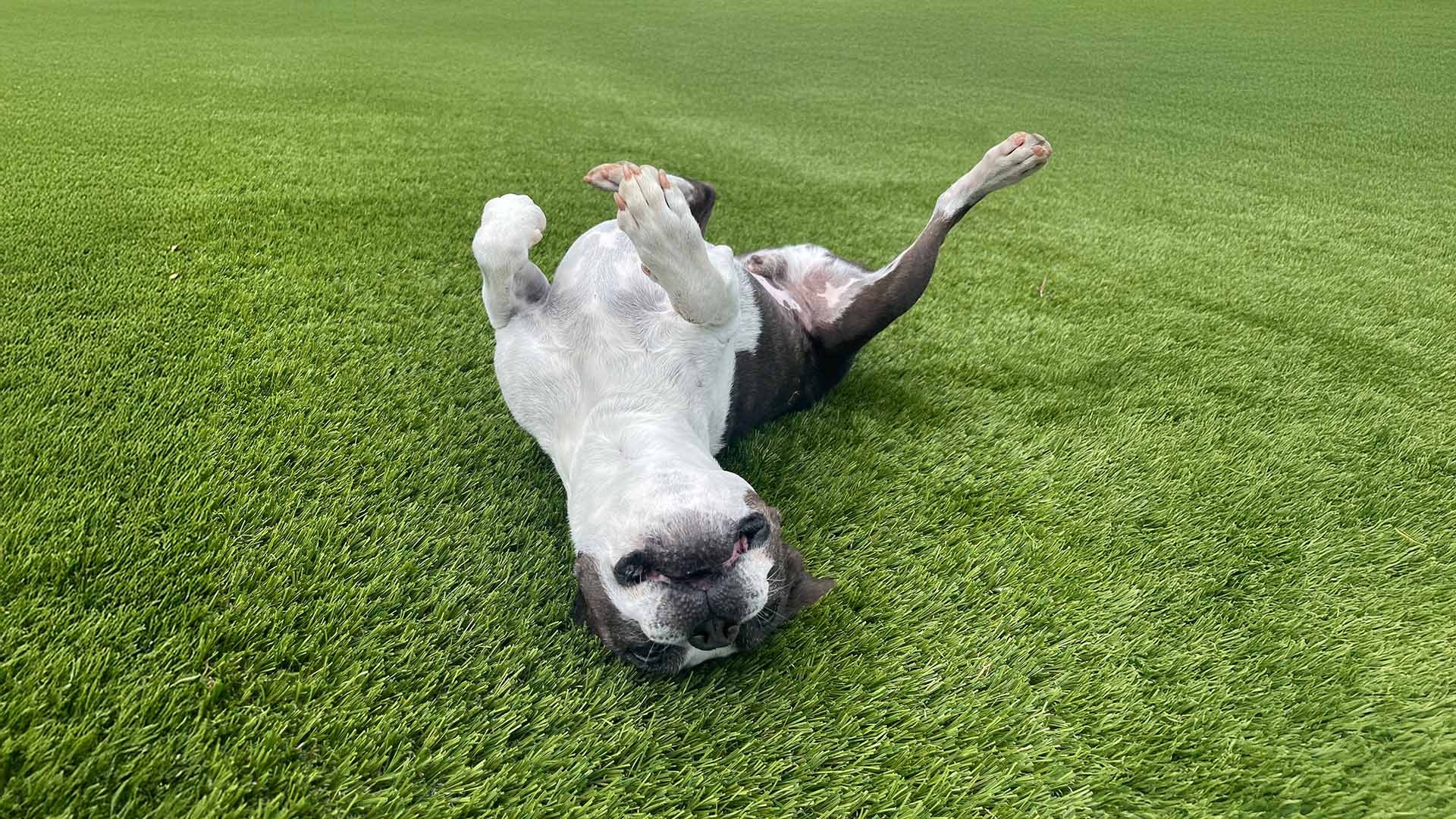 Dog running on artificial grass