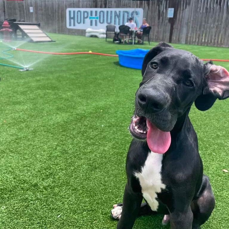 Artificial Grass for Dogs