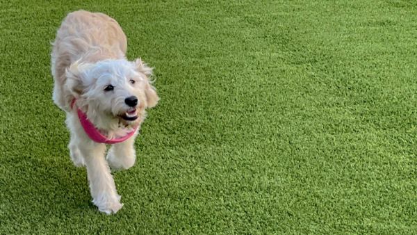 Artificial Grass Specifically Designed for Dog Facilities