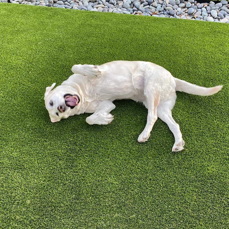 A dog playing in the yard made of FusionTurf Pet HD
