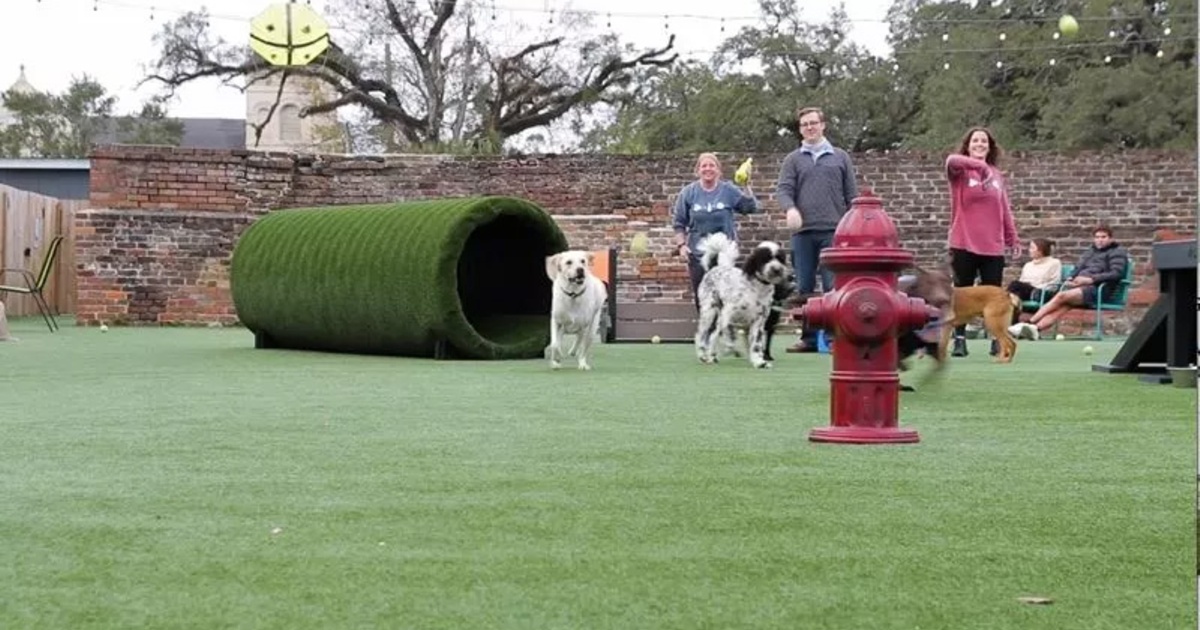 HopHounds Brew Pub & Dog Park Dog Tunnel FusionTurf